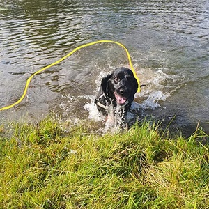 Nibao wasserdichte Hunde leine Blei Langlebiges PVC-Trainings seil Lange Outdoor-Leine 5M 10M 5ft 10ft 13ft 16ft 30ft 50ft - Product Image 6