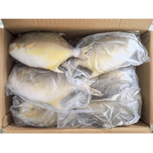 Nueva llegada Premium Golden Pompano Venta al por mayor Exportación Farm Criado Golden Pomfret Fish - Product Image 3