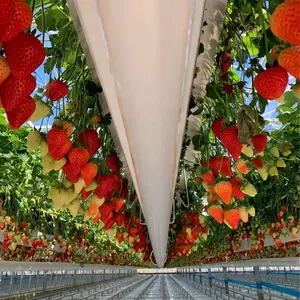 Strawberry hydroponic Growing Systems vertical planting Cultivation Plastic Gutter greenhouse for sale