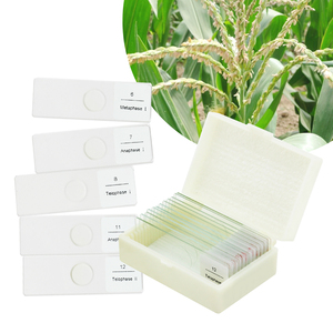 Corn Anthers <span class=keywords><strong>Meiosis</strong></span> Slide FRT1002 Matuer Anther Cell <span class=keywords><strong>Meiosis</strong></span> 12 Etapas Microscopio Especímenes preparados Biología - Product Image 1