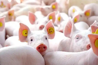 Balise intelligente à longue autonomie pour le marquage laser des porcs et du bétail, mesure de la température animale 2.4G