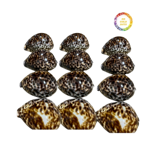 Conchas de Cauri Tigre Naturales Pulimentadas, Conchas Decorativas para Decoración del Hogar, Manualidades, Bodas, Proveedor Mayorista de Vietnam - Product Image 1