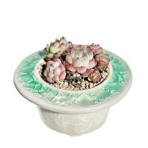 Pot <span class=keywords><strong>de</strong></span> fleurs en céramique pour plantes succulentes – Offre spéciale liquidation – Design minimaliste glacé effet craquelé – Respirant, résistant à la corrosion, durable - Product Image 6