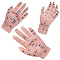 Modelo de Mano de 15 cm para Acupuntura, Masaje, Zona de Reflexología, Aprendizaje de Medicina China, Enseñanza
