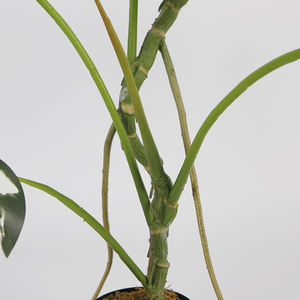 4ft Faux <span class=keywords><strong>Albo</strong></span> Monstera <span class=keywords><strong>Plante</strong></span> Artificielle Monstera <span class=keywords><strong>Plante</strong></span> avec Feuilles Réalistes en Pot pour Intérieur Maison Bureau Jardin Décor - Product Image 5