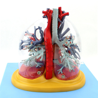 Modèle médical du cœur, des poumons, de la trachée et du système bronchique humain, pour la chirurgie thoracique, la cardiologie et le système respiratoire