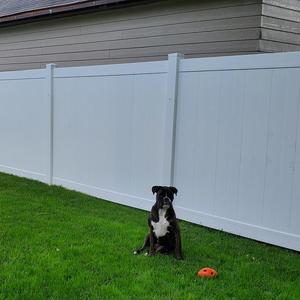 Witte vinyl schutting PVC panelen en schutting met privacy, 6x8 voet hoog, plastic voor tuin, afsluitbare schutting - Product Image 6