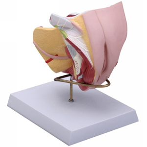 Modèle anatomique détachable du système reproducteur féminin, taille réelle, en PVC, organes génitaux internes et externes - Product Image 6