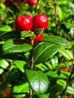 Poudre de fruits de canneberges européennes naturelle, fournie directement par l'usine