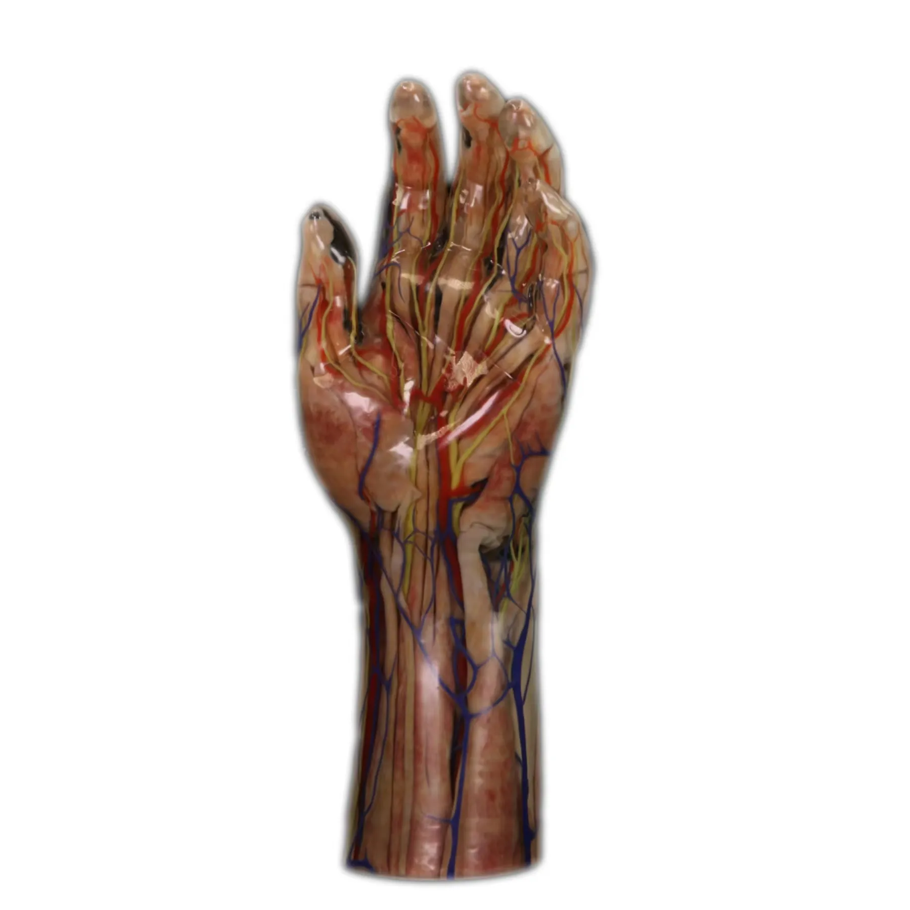 3D-печать, модель человеческой структуры, мышцы человеческой руки для обучения анатомии в медицинской школе