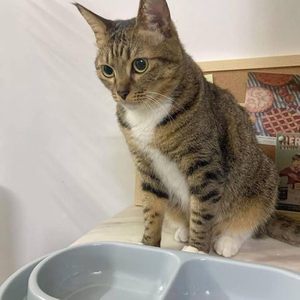 Bol <span class=keywords><strong>anti</strong></span>-fourmis léger en plastique avec barrière <span class=keywords><strong>anti</strong></span>-déversement pour animaux de compagnie, pour chats et chiens, utilisation intérieure et extérieure - Product Image 4