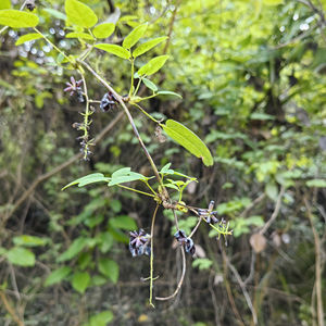 Yu Zhi Zi <span class=keywords><strong>Akebia</strong></span> fruta Hierba Común China <span class=keywords><strong>Akebia</strong></span> quinata rebanadas de frutas para la venta - Product Image 4