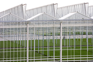 Nhà sản xuất nhà kính tùy chỉnh với hướng dẫn kỹ sư chuyên gia trong thiết kế, sản xuất và xây dựng - Product Image 4