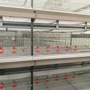 Vleeskuiken Kippenhok Voor Laag Huis Kooien Kooi Automatische Fok Eieren Boerderij Feeder Vleeskuikens Vleeskuikens Kippenhok - Product Image 2