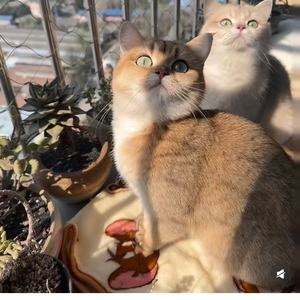 Draadgaas 304/316 roestvrij staal geweven groene plantenklimhulp. Gebogen type. Beschikbaar voor aankoop. - Product Image 3