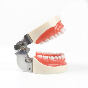 Modelo de Demostración Dental Estándar de 32 Dientes, Herramientas de Enseñanza y Entrenamiento de Odontología y Estomatología - Product Image 3