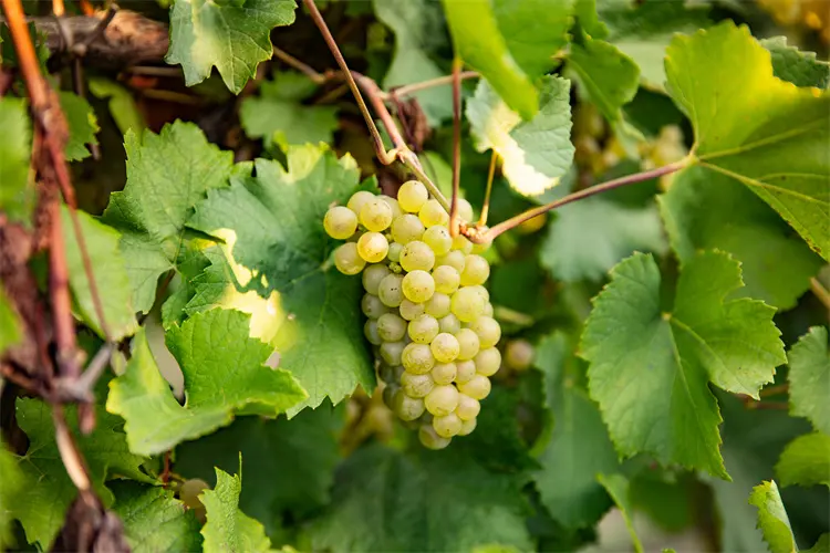 Italienischer klassischer Chardonnay Doc Venezia Weißwein Duftende frische strukturierte fruchtige Wein getränke
