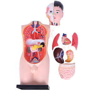 Anatomical Torso Model 68cm Plastic For Teaching Medical Science - Product Image 3