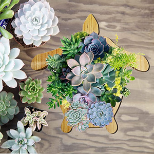 <span class=keywords><strong>Vasi</strong></span> <span class=keywords><strong>per</strong></span> <span class=keywords><strong>Piante</strong></span> <span class=keywords><strong>Grasse</strong></span> a Forma di Tartaruga in Legno, Mini <span class=keywords><strong>Vasi</strong></span> <span class=keywords><strong>per</strong></span> Succulente e Bonsai, Vendita all'Ingrosso - Product Image 5