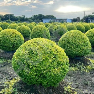 HOKBG Garden supplies Tissu PP léger mais résistant anti-UV <span class=keywords><strong>avec</strong></span> poignées Sac de culture pour balles d'<span class=keywords><strong>espalier</strong></span> d'intérieur et d'extérieur - Product Image 5