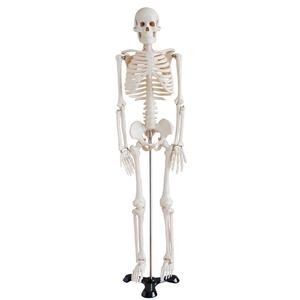 Esqueleto de pvc humano para Entrenamiento Educativo, esqueleto de tamaño real de 85cm para ciencia médica - Product Image 1