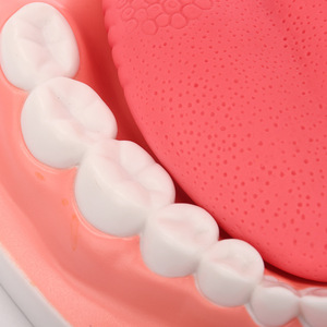 6X Modèle de dents artificielles sans couture avec langue, 28 dents, pour enseignement dentaire CE/ISO - Product Image 3