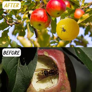 A48 Venta caliente jardinería invernadero fruta mosca pegamento insecto Catcher desechable Fly Catcher pegamento pegajoso fruta mosca trampa bola - Product Image 4