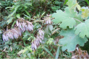 Toptan bitki özü <span class=keywords><strong>Macleaya</strong></span> Cordata yaprağı ekstresi yem katkı maddesi için 60% mamaya Alkaloids tozu - Product Image 6