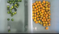 WENYAO 2025 Nouveau modèle de trieuse optique à bande pour cerises de café et kumquats