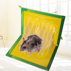 Piège à colle pour <span class=keywords><strong>souris</strong></span>, plaque collante anti-rongeurs - Product Image 3