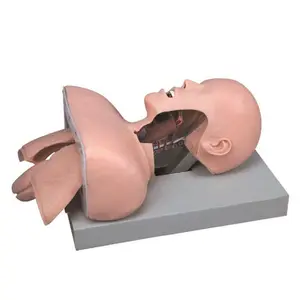 Pendidikan medis Airway tracea canggih Simulator intubes Model pelatihan lukisan tangan sains medis Cpr Manikin CN;HEN