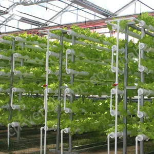 Buena calidad de efecto invernadero vegetal producción hidropónica