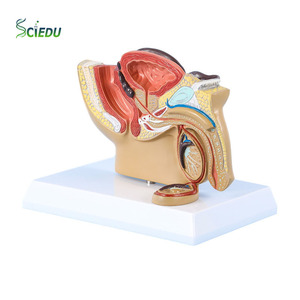 Modelo de anatomía humana de pelvis de tamaño real SCIEDU, sistema urogenital de 5 partes con sección de próstata y testículos, PVC - Product Image 1
