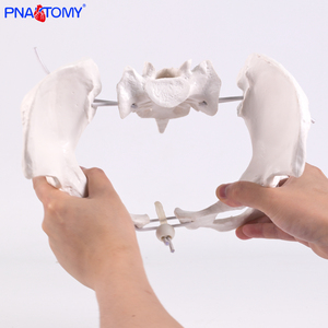 PNATOMY PNT-T112a modèle anatomique de bassin féminin grandeur nature (plastique détachable) affiche les os pelviens coccyx symphyse pubienne - Product Image 4