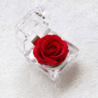 Rose Éternelle Préservée en Gros, Vente Chaude, Cadeau dans Petite Boîte en Cristal pour la Saint-Valentin et Noël