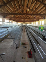 Nouvelle cage à poulets à 3 niveaux galvanisée à chaud avec abreuvoir automatique, haute résistance à la corrosion pour l'élevage avicole