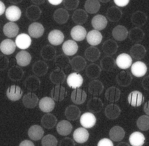 Microesferas de Fluorescencia Resueltas en Tiempo para Pruebas Rápidas de Flujo Lateral (TRF) - Product Image 5