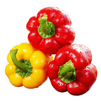 Proharvest OEM Brands Légumes surgelés IQF, Lanières de poivron jaune, Tranches de capsicum jaune surgelées, avec BRC