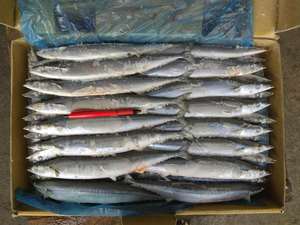 Rond entier Pacific <span class=keywords><strong>Saury</strong></span> congelé de bonne qualité - Product Image 3