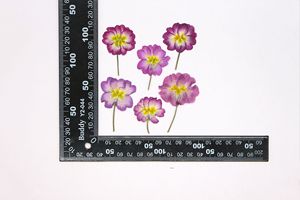 Novità 2026: Resina per Nail Art con <span class=keywords><strong>Primula</strong></span>, Decorazione per Candele, <span class=keywords><strong>Primula</strong></span> Acaulis Essiccata Ibrida Pressata per Laurea - Product Image 6