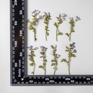 Clochette canterrie naturelle avec Branches, artisanat à faire soi-même, plante naturelle, <span class=keywords><strong>fleur</strong></span> pressé, écologique - Product Image 6