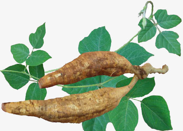 Bulk Wholesale Organic Pueraria Mirifica Essential Oil