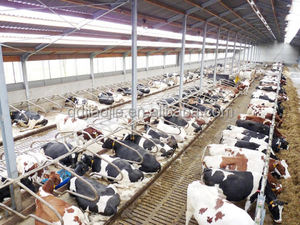 <span class=keywords><strong>Cage</strong></span> pour animaux libre séparée de stalle de vache galvanisée de nouvelle conception - Product Image 6