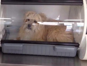 Incubadora para Mascotas con Oxígeno para Clínica Veterinaria, Equipo de Cuidado para Cachorros, Gatitos y Recién Nacidos, para Clínicas Veterinarias y Centros de Cuidado de Mascotas - Product Image 6