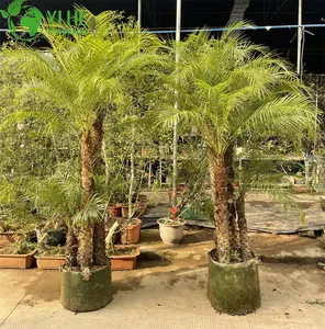 Service d'inspection de qualité pour la décoration extérieure plante vivante Phoenix Roebelenii palmier dattier pygmée au Yunnan