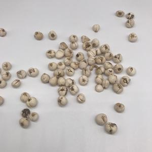 Bulbo de Fritillaria de Sichuan Lubei de Alta Calidad en Diferentes Tamaños - Product Image 3