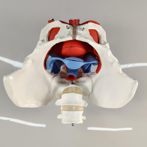 Ressources pédagogiques sur le plancher pelvien féminin SCIEDU, anatomie du <span class=keywords><strong>squelette</strong></span> <span class=keywords><strong>humain</strong></span>, ceinture lombaire en 2 sections, modèle <span class=keywords><strong>musculaire</strong></span> du plancher pelvien féminin - Product Image 5