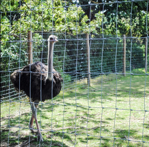Nuova Cuccia per Cani da Esterno di Grande Dimensione in Legno Trattato Termicamente con Telaio in Metallo, Servizio di Modellazione 3D, Recinzione di Sicurezza - Product Image 1