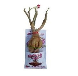 Autocollants magnétiques miniatures personnalisés en gros de haute qualité en forme d'arbre Baobab pour la décoration intérieure - Product Image 1