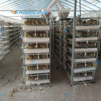 Cage à batterie automatique pour cailles, 3 à 8 niveaux, galvanisée à chaud, système de collecte d'œufs à grande échelle, système d'alimentation par courroie, équipement d'élevage avicole